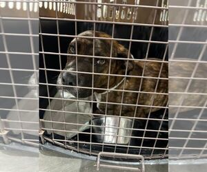 American Pit Bull Terrier-Unknown Mix Dogs for adoption in Calgary, Alberta, Canada