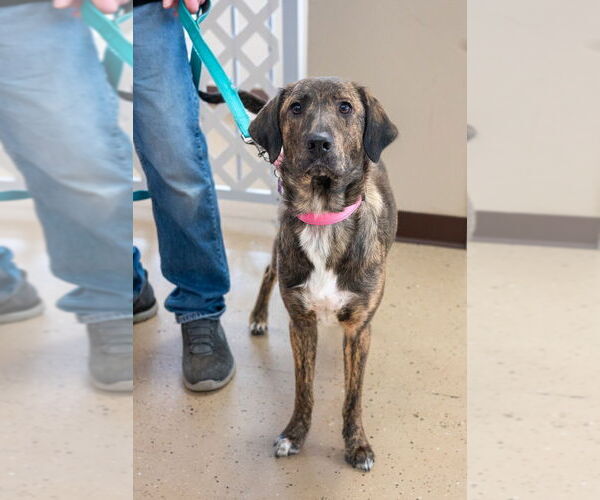 Medium Photo #4 Mountain Cur-Unknown Mix Puppy For Sale in Mundelein, IL, USA