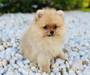Pomeranian Puppy for sale in SUNNY ISL BCH, FL, USA