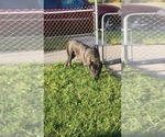 Small #4 Cane Corso