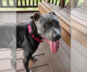Mutt Dogs for adoption in Martinsburg, WV, USA