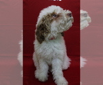 Small Photo #3 Poodle (Miniature) Puppy For Sale in PATERSON, NJ, USA