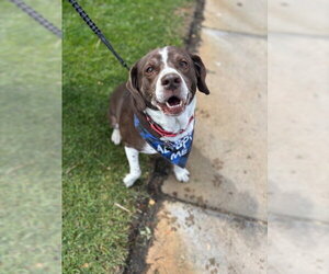 Pops #1 - Male Beagle-Staffordshire Bull Terrier Mix Dog for Adoption - Photo #5