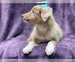 Small #10 Australian Shepherd