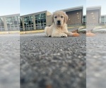 Small #1 Golden Retriever