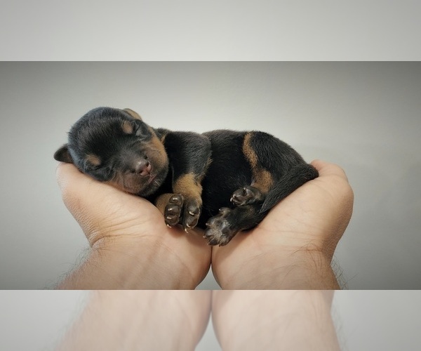 Medium Photo #1 Rottweiler Puppy For Sale in CHERRYVILLE, NC, USA