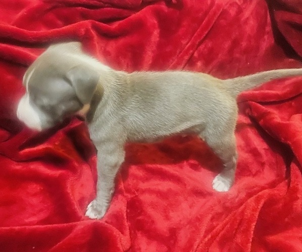 Medium Photo #1 American Pit Bull Terrier Puppy For Sale in TRENTON, NJ, USA