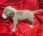 Puppy Puppy 1 American Pit Bull Terrier