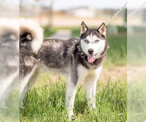 Huskies -Unknown Mix Dogs for adoption in Jackson Township, NJ, USA