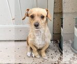 Small #2 Cocker Spaniel-Jack Russell Terrier Mix