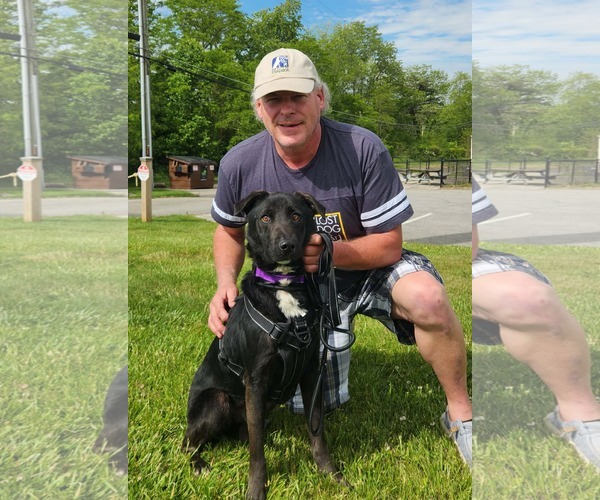 Medium Photo #15 Labrador Retriever-Unknown Mix Puppy For Sale in Mount Laurel, NJ, USA