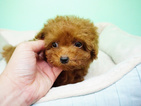 Small Photo #6 Poodle (Miniature) Puppy For Sale in LA MIRADA, CA, USA
