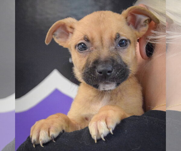 Medium Photo #6 American Staffordshire Terrier-Boxer Mix Puppy For Sale in Huntley, IL, USA