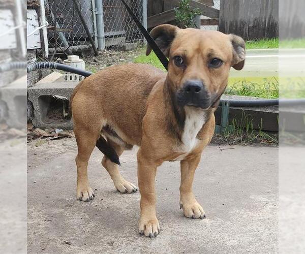 Medium Photo #1 Mutt Puppy For Sale in San Antonio, TX, USA