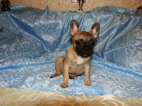 Medium Photo #1 French Bulldog Puppy For Sale in TRYON, NC, USA