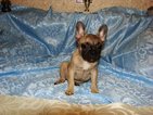 Small Photo #1 French Bulldog Puppy For Sale in TRYON, NC, USA