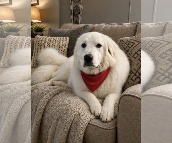 Medium Photo #3 Great Pyrenees-Unknown Mix Puppy For Sale in Euless, TX, USA