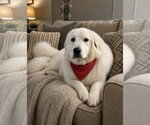 Small #2 Great Pyrenees Mix