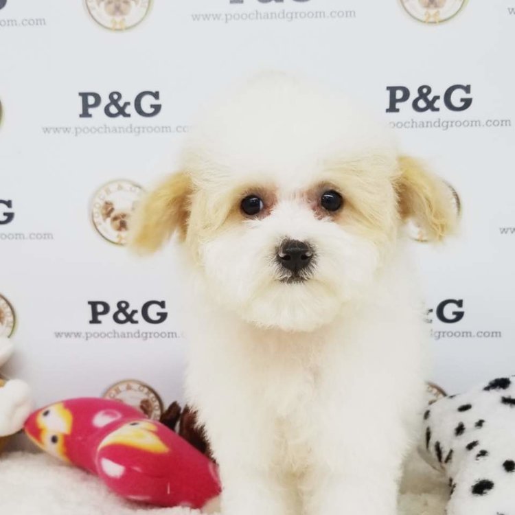 Medium Photo #1 Maltese-Poodle (Toy) Mix Puppy For Sale in TEMPLE CITY, CA, USA