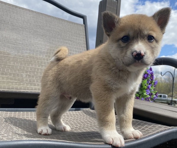 Medium Photo #4 Alaskan Husky-Border Collie Mix Puppy For Sale in RICHMOND, MI, USA