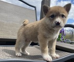 Small #3 Alaskan Husky-Border Collie Mix