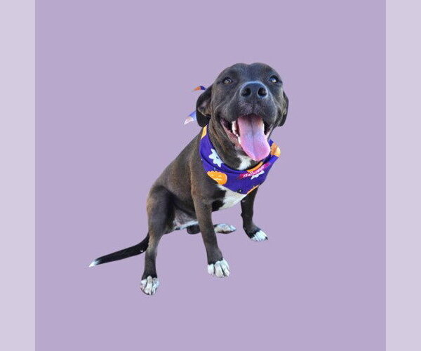 Medium Photo #1 Mutt Puppy For Sale in Bakersfield, CA, USA