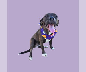 Mutt Dogs for adoption in Bakersfield, CA, USA