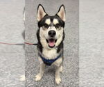 Small Huskies  Mix