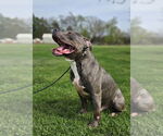 Small #1 Staffordshire Bull Terrier Mix