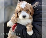 Small #4 Goldendoodle (Miniature)