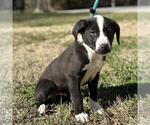 Small #2 Labrador Retriever Mix