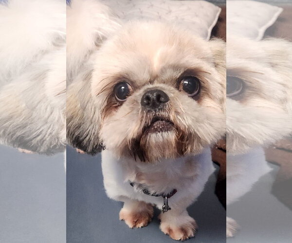 Medium Photo #1 Shih Tzu Puppy For Sale in Oakland Park, FL, USA