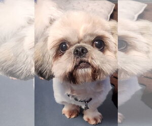 Shih Tzu Dogs for adoption in Oakland Park, FL, USA