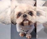 Paulo - Male Shih Tzu Dog for Adoption - Small photo