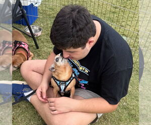 Coco - Male Chihuahua Dog for Adoption - Photo #3