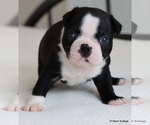 Small Photo #31 Boston Terrier Puppy For Sale in WINNSBORO, TX, USA