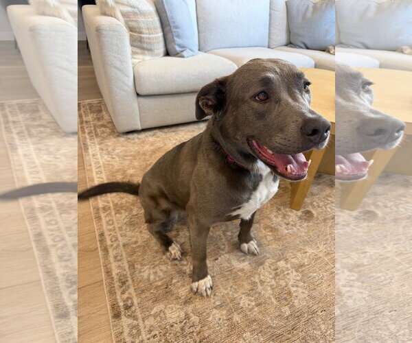 Medium Photo #11 Labrador Retriever-Unknown Mix Puppy For Sale in Sandy, UT, USA