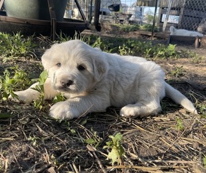 Medium Great Pyrenees