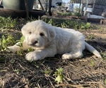 Puppy Black Great Pyrenees