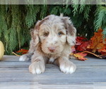 Small #6 Labradoodle