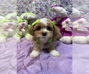 Shih-Poo Puppy for sale in LANCASTER, MO, USA