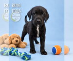 Small Photo #2 Doodleman Pinscher Puppy For Sale in Benton, LA, USA