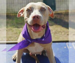 American Staffordshire Terrier-Unknown Mix Dogs for adoption in San Antonio, TX, USA