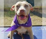 Small American Staffordshire Terrier Mix