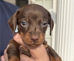 Small #4 Dachshund