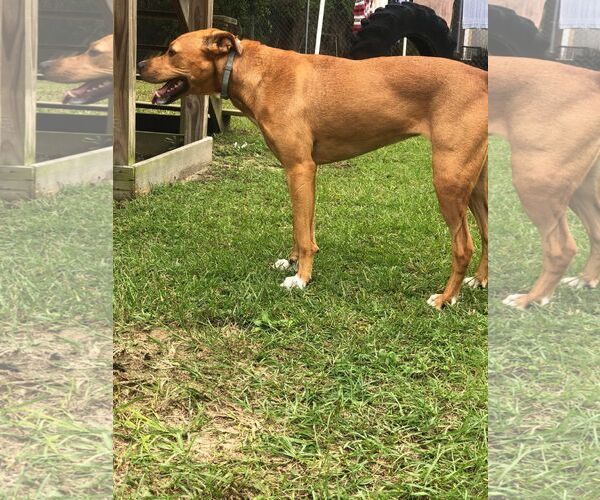 Medium Photo #5 Carolina Dog-Mountain Cur Mix Puppy For Sale in Orangeburg, SC, USA