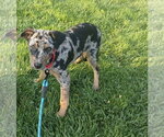 Small Photo #2 Mutt Puppy For Sale in Clinton , MI, USA