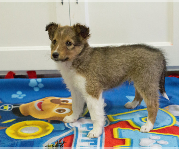 Medium Photo #4 Shetland Sheepdog Puppy For Sale in MILWAUKEE, WI, USA