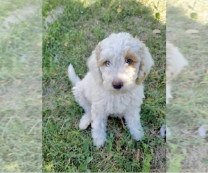Goldendoodle (Miniature) Puppy for sale in STERLING, CO, USA