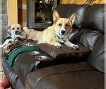 Small #1 Pembroke Welsh Corgi